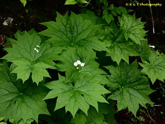 {Diphylleia cymosa}